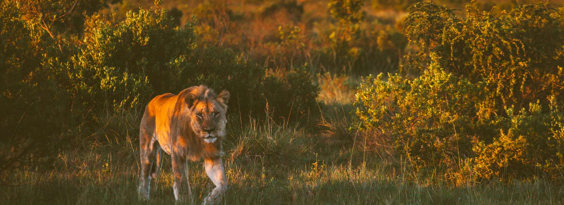 You are currently viewing Taj Mahal Tour With Chambal Safari